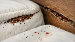 Percevejo-de-cama: como identificar os sinais no quarto e agir antes da infestação