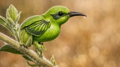 Crotalária cunninghamii: a flor que parece um beija-flor e encanta à primeira vista